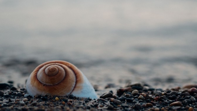 Snail on Pebbles