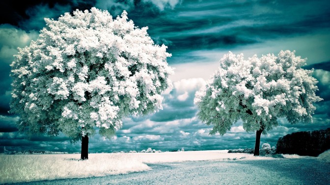 Frozen trees 2
