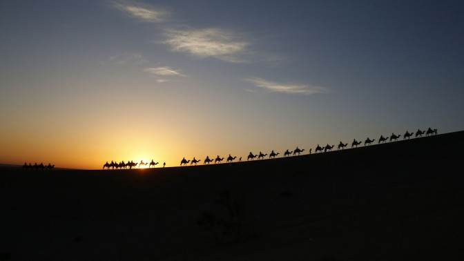 Camel on dune ridge