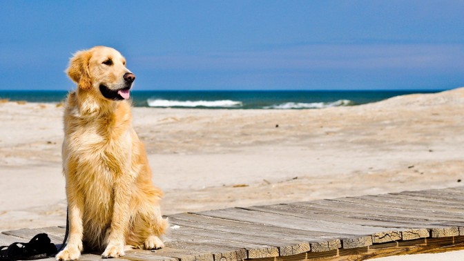 Labrador on the beach