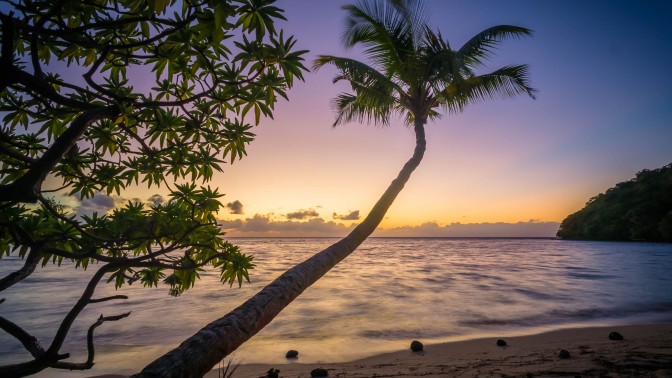 Beach palm